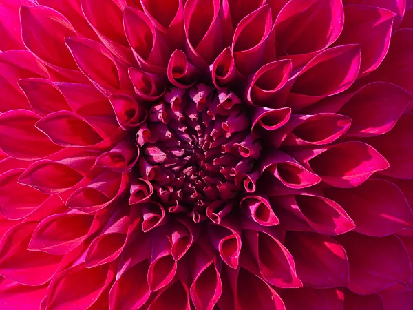 418058 - Decorative dahlia (Dahlia Red Royal Diana)