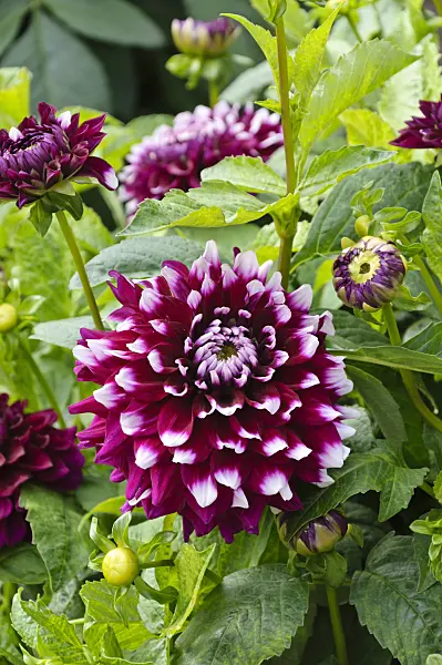 487146 - Decorative dahlia (Dahlia Rothesay Reveller)