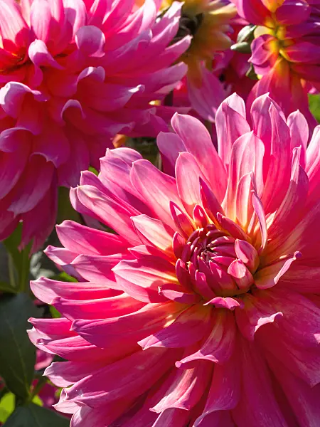 417011 - Decorative dahlia (Dahlia Satelite)