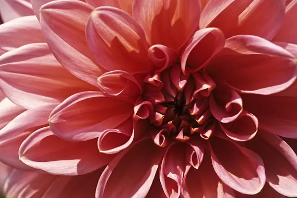 432033 - Decorative dahlia (Dahlia Severins Triumph)