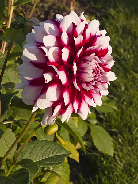 418064 - Decorative dahlia (Dahlia Siedlerfreude)