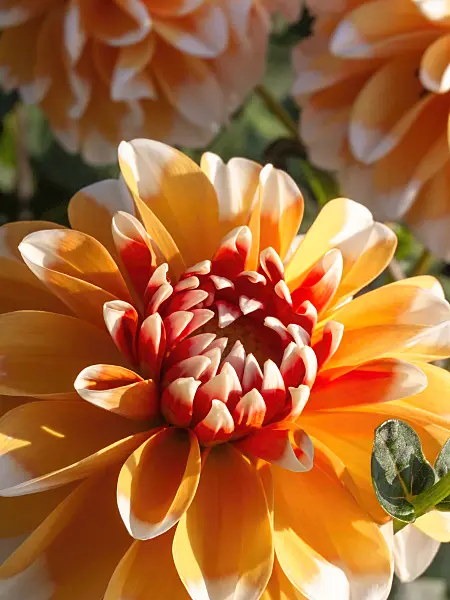 417018 - Decorative dahlia (Dahlia Sugar Cane)