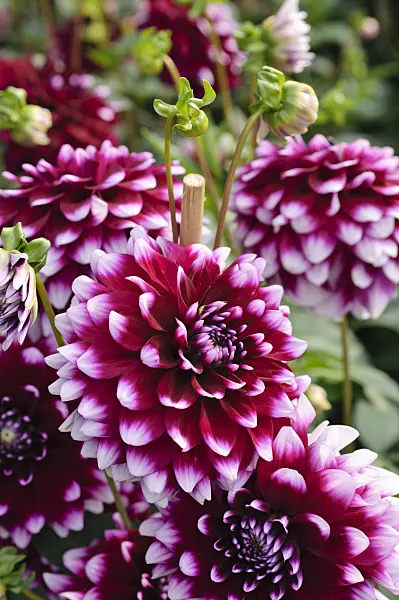 476133 - Decorative dahlia (Dahlia Tartan)