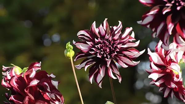 501082 - Decorative dahlia (Dahlia Tartan)