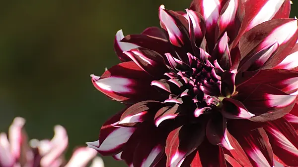 501083 - Decorative dahlia (Dahlia Tartan)