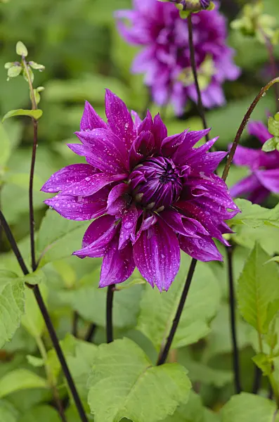 524032 - Decorative dahlia (Dahlia 'Thomas A. Edison)
