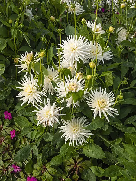 405010 - Decorative dahlia (Dahlia Tutu)