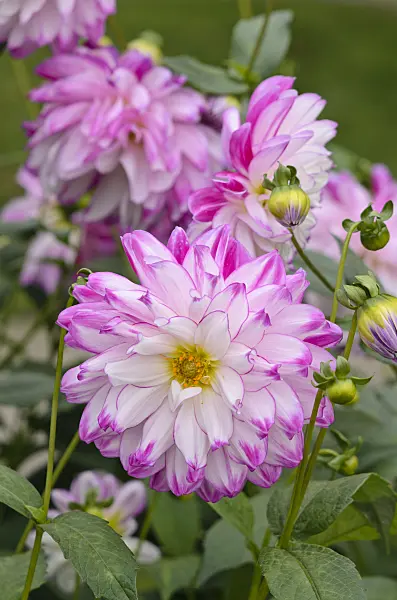 549165 - Decorative dahlia (Dahlia Who Dun It)