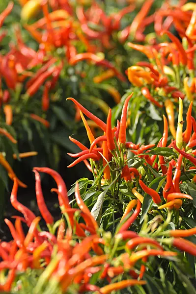 476050 - Decorative pepper (Capsicum)