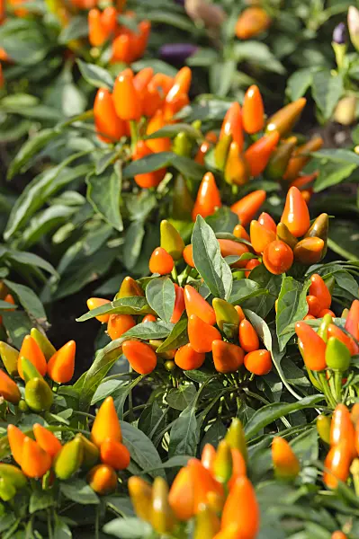 476051 - Decorative pepper (Capsicum)