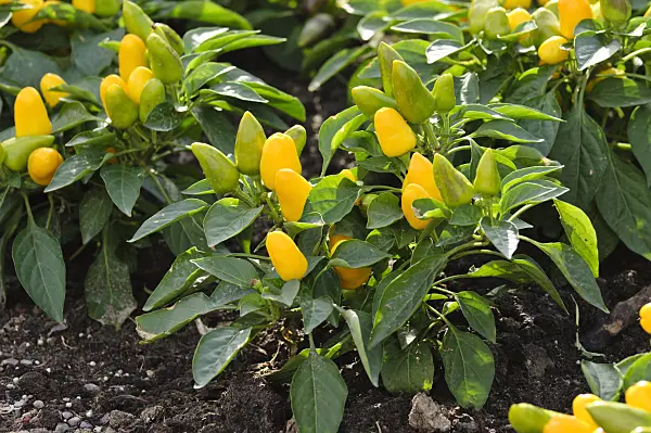 476053 - Decorative pepper (Capsicum)