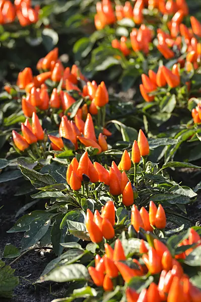 477051 - Decorative pepper (Capsicum)