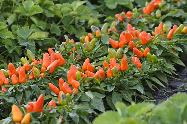 477053 - Decorative pepper (Capsicum)