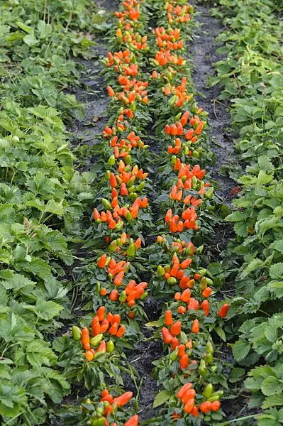 477054 - Decorative pepper (Capsicum)