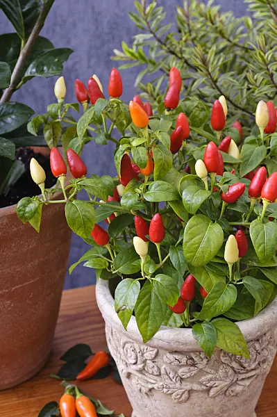 477166 - Decorative pepper (Capsicum)