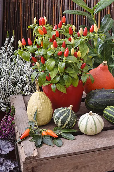 477153 - Decorative pepper (Capsicum) and decorative squashes (Cucurbita pepo)