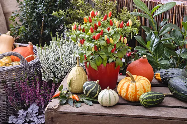 477154 - Decorative pepper (Capsicum) and decorative squashes (Cucurbita pepo)
