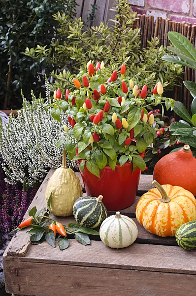 477155 - Decorative pepper (Capsicum) and decorative squashes (Cucurbita pepo)