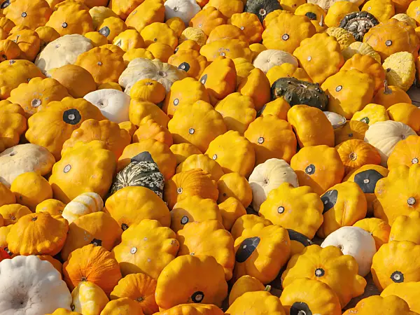 429166 - Decorative squash (Cucurbita)
