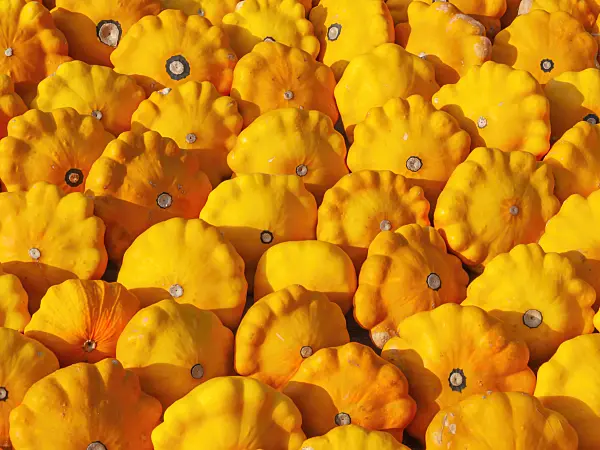 429169 - Decorative squash (Cucurbita)