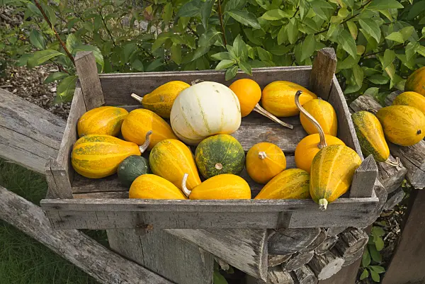 597002 - Decorative squashes (Cucurbita)
