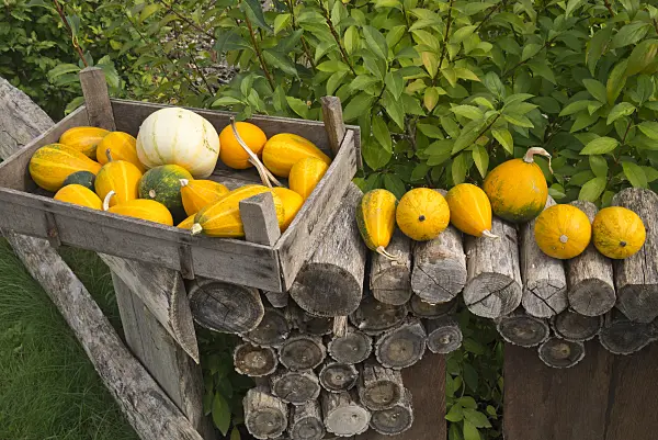 597003 - Decorative squashes (Cucurbita)