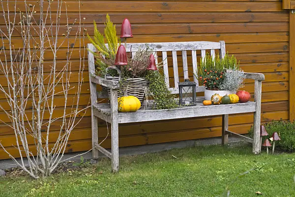 607255 - Decorative squashes (Cucurbita) and common heather (Calluna) on a garden bench