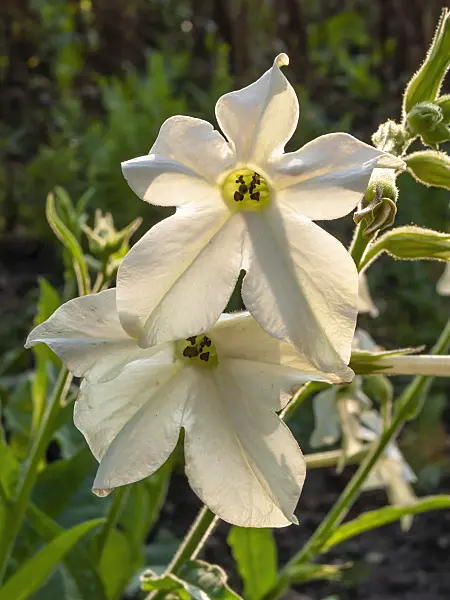 415043 - Decorative tobacco (Nicotiana x sanderae)