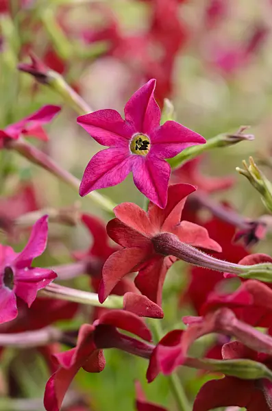 522066 - Decorative tobacco (Nicotiana x sanderae)