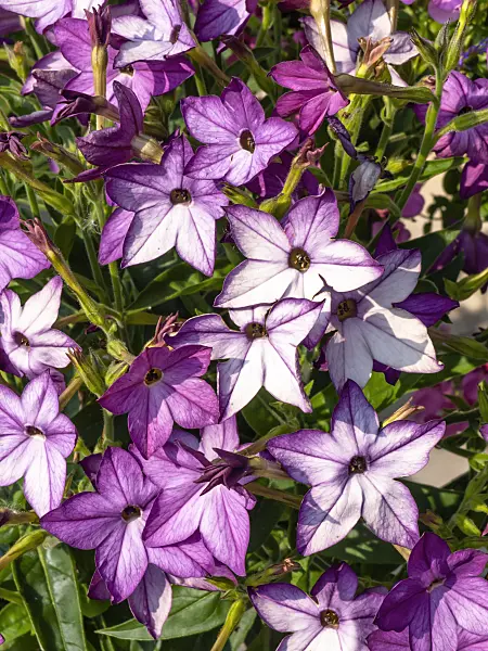 426123 - Decorative tobacco (Nicotiana x sanderae 'Deep Lilac')