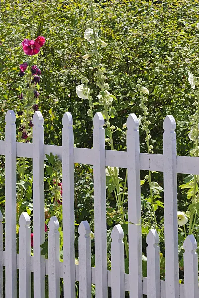 475277 - Decorative white-grey wooden slatted fence in front of a flowering perennial garden