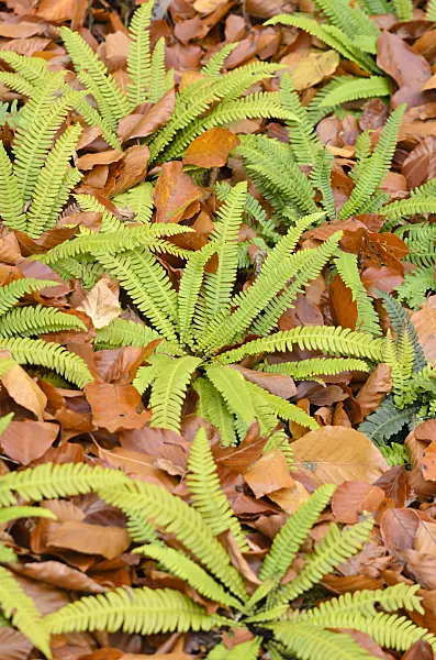 525243 - Deer fern (Blechnum spicant)