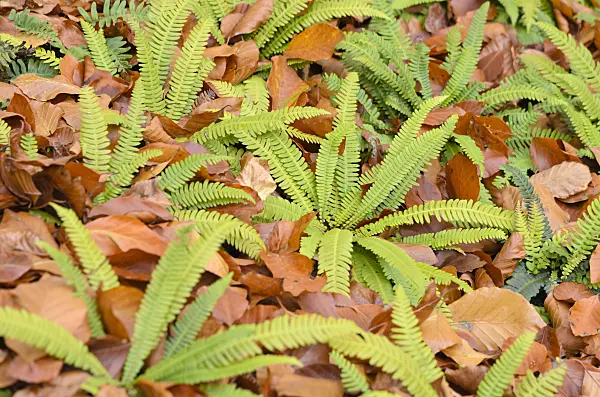 525244 - Deer fern (Blechnum spicant)