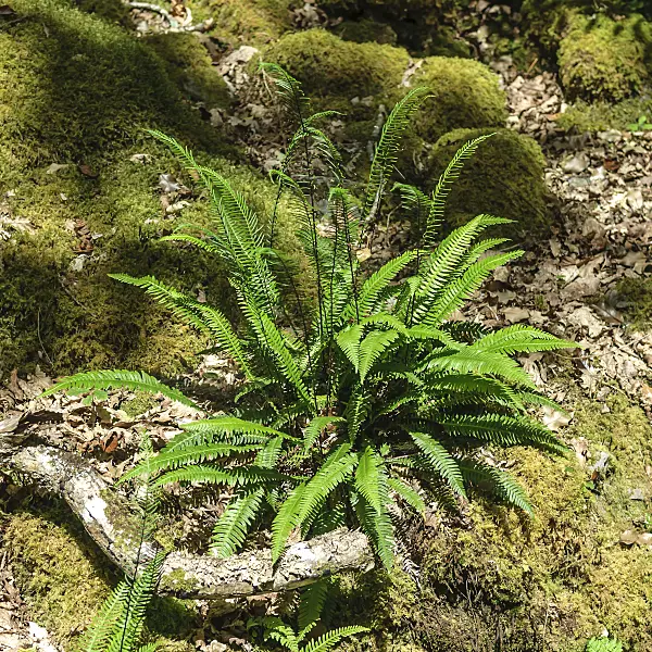 547092 - Deer fern (Blechnum spicant)