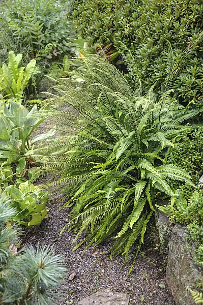 547093 - Deer fern (Blechnum spicant)