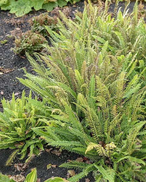 575027 - Deer fern (Blechnum spicant)