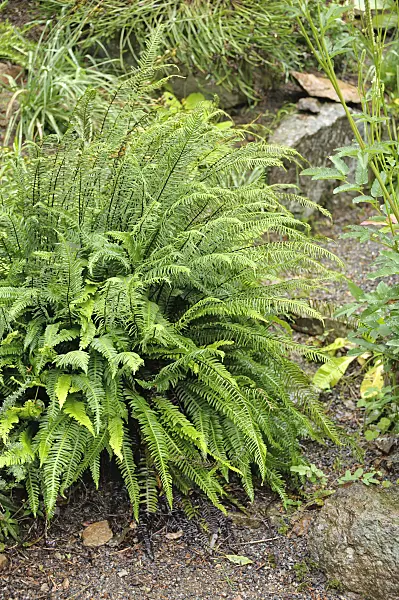 535387 - Deer fern (Blechnum spicant) on stony ground between rocks