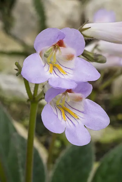 608010 - Deinostigma eberhardtii syn. Chirita eberhardtii