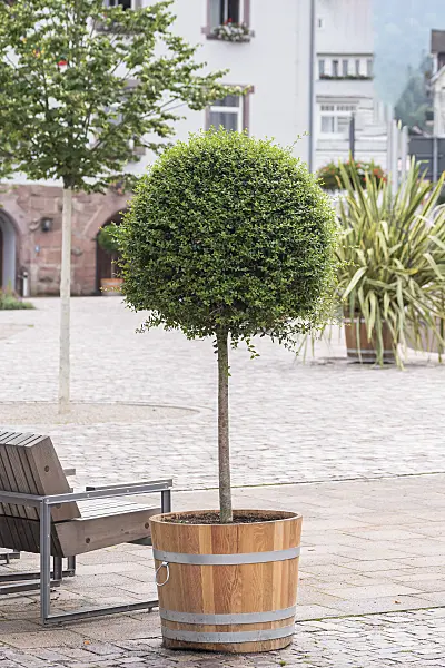 616251 - Delavay's privet (Ligustrum delavayanum)