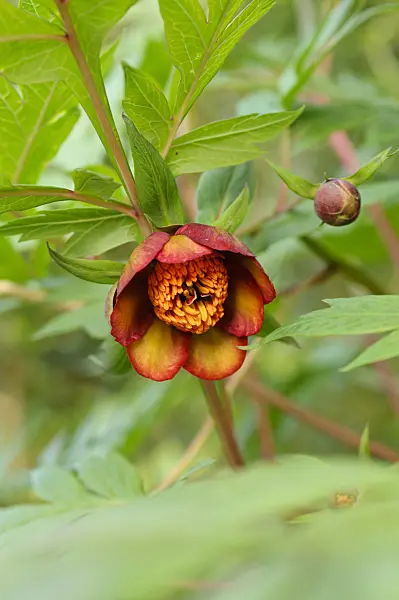 484273 - Delavay's tree peony (Paeonia delavayi)