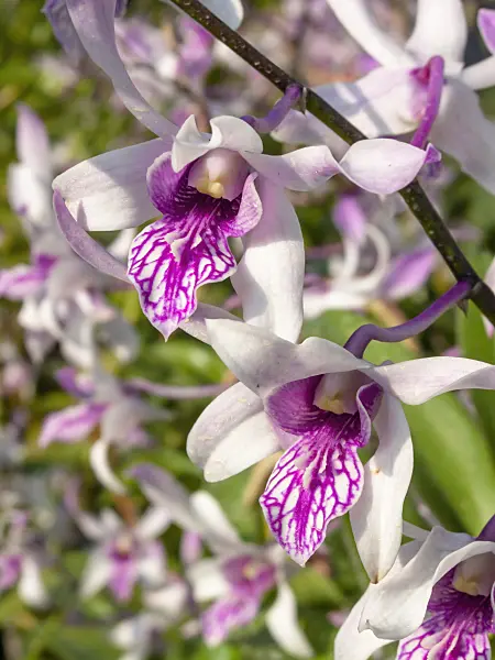 411130 - Dendrobium
