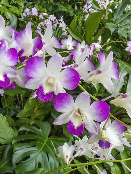 411238 - Dendrobium
