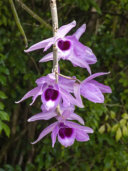 434121 - Dendrobium