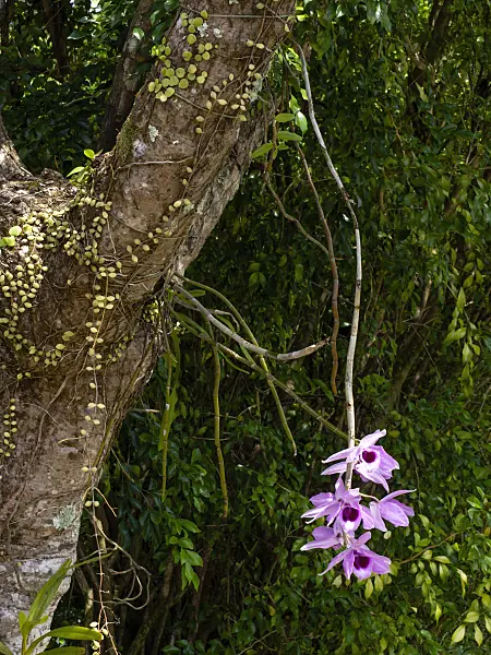 434122 - Dendrobium