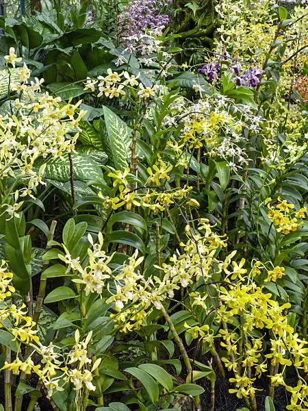 434224 - Dendrobium