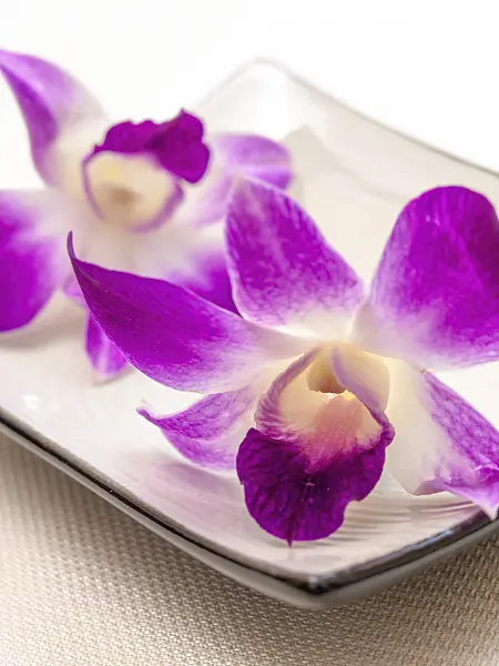443161 - Dendrobium
