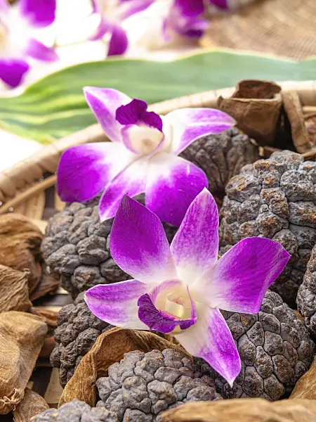 443162 - Dendrobium
