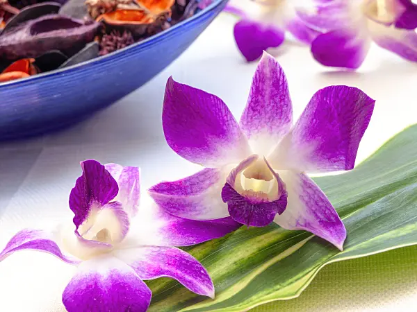 443163 - Dendrobium