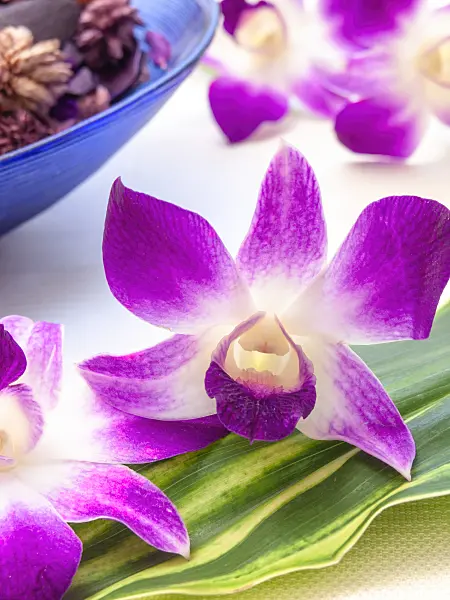 443164 - Dendrobium