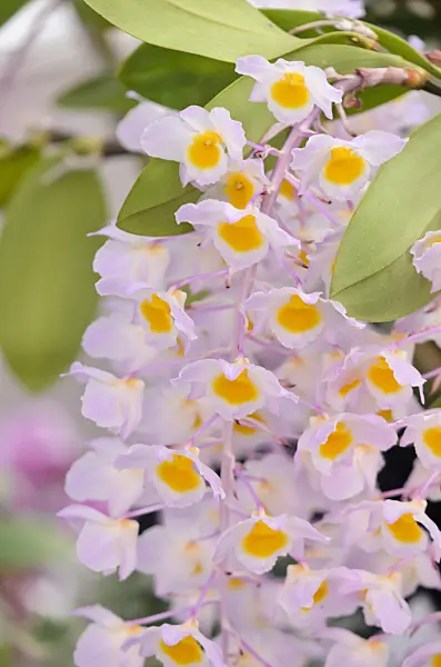 570101 - Dendrobium amabile